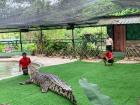 These men train the crocodiles