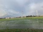 A rice paddy field near my house!