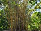 A pack of bamboo shoots deeper into the park