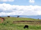 Wild horses in the border region between Haiti and the Dominican Republic!