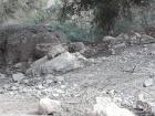 These animals were everywhere around Ein Gedi; they appeared to be a bit skittish, like a big guinea pig