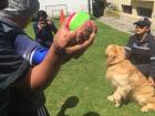 These service dogs came to the Occupational Therapy clinic monthly for therapy