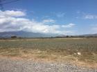 Carabaos are used to working fields like this