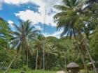 No carabao here either, but can you spot the coconuts in the trees?