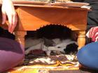 Cats chilling under our breakfast table in Ourika