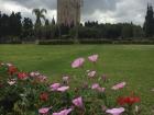 Flowers found by Hassan Tower, Rabat's most famous landmark