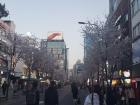 Cherry blossoms line the streets in my campus town: Sinchon (Sheen-chohn)