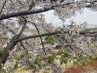 Yonsei is known for its many cherry blossom trees