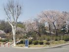 Cherry blossoms in peak bloom