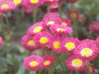 Pink flowers outside of the National Museum of Seoul