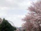 A scene of trees as I walk down a hill to get into an amusement park