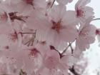 Can you see the star in the middle of the flower? How about the tiny pie slice in the petals? Look closely