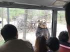 People noticed me trying to film the bear and made sure to leave me space naturally