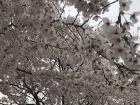 These blossoms, in a pretty cluster like cotton, look almost white against the cloudy sky