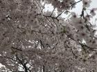The korean word for cherry blossom is "beojkkoch"