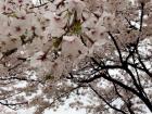 One cherry blossom petal landed perfectly on my forehead