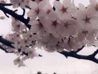 The middle of the cherry blossom looks like a star, one reason other than their color for their popularity