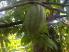 A green cocoa fruit, not quite ripe yet