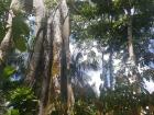 Not a cocoa tree, but one of many massive trees along the riverbed