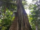 Just outside of Belém a 400 year old tree sits on the remote island Combú