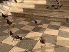 Pigeons at Santa Chiara, a church in Palermo