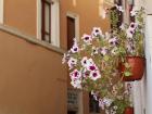 Hanging flowers from windows and door frames is very common in Rome because blossoms add a splash of color and add life to the old streets and buildings that are hundreds of years old or even older