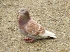 A brown and white pigeon