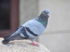 A grey-green pigeon
