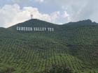 I thought the view of bushes of tea leaves in Cameron Tea Valley in Perak, Malaysia was one of the most beautiful views I've ever seen!