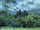 A picture of the mountains and forest of Perak, Malaysia