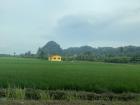 The paddy fields, or rice fields, in Malaysia are vast and green