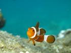 This clownfish was spotted in the South China Sea
