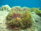 Clownfish posing for the camera