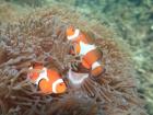 Two clownfish protecting the anemone, their home