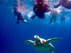 Swimming with a giant sea turtle