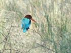 A kingfisher showing off his bright blue feathers