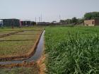 Agricultural field being irrigated