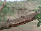 Desert plants need adaptations like deep roots and thorns in order to survive