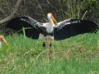A painted stork spreads its wings to clean its feathers