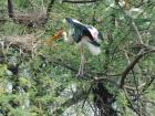 The painted stork showing its long beak and pink feathers
