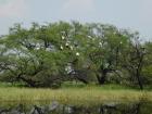 A colony of storks living and nesting in the trees