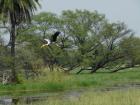 A stork gliding over the wetland
