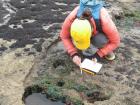 Doing research in the rocky intertidal