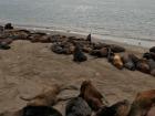 lobos marinos (sea lions) rest by the harbor in Mar del Plata