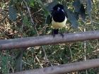 This bird, the plush-crested jay, is also common at Iguazu Falls