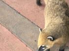 This coati was searching for snacks