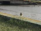 This cute burrowing owl lives in Mar Chiquita