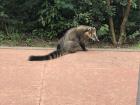 A coati waiting for the next tour train to arrive