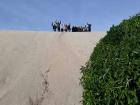 Sand dunes are home to many different reptile species