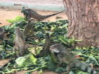 Iguanas eating